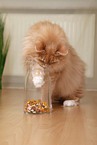 Siberian forestcat with treats