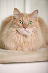 Siberian Cat