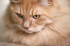 Siberian Cat