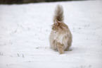 Siberian Cat