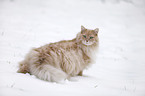 Siberian Cat