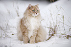 sitting Siberian Cat