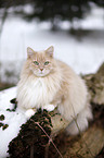 Siberian Cat