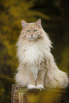 Siberian Forest Cat