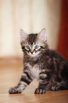 sitting Siberian Forest Kitten