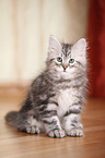 sitting Siberian Forest Kitten