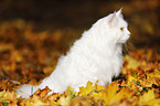 Siberian Cat