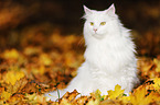 Siberian Cat