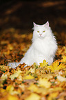 Siberian Cat