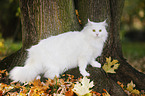 white Siberian Cat