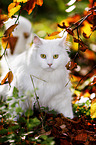 Siberian Cat