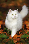 Siberian Cat