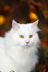 Siberian Cat Portrait