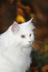 Siberian Cat Portrait