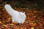 Siberian Cat