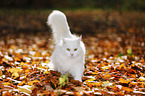 Siberian Cat