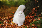 white Siberian Cat