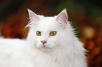 Siberian Cat Portrait