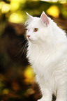 Siberian Cat Portrait