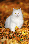 white Siberian Cat