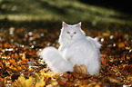 white Siberian Cat