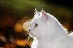 Siberian Cat Portrait