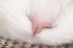 cat nose