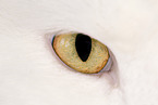 eye of siberian cat
