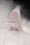 ear of siberian cat