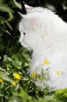 Portrait of a Siberian Cat