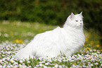 Siberian cat standing on meadow