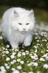 Siberian cat walks on meadow