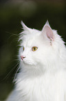 Portrait of a Siberian Cat