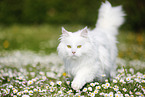 Siberian cat walks on meadow