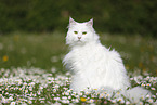 Siberian Cat sitting on flower meadow