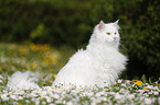 Siberian Cat sitting on flower meadow