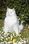 Siberian Cat sitting on flower meadow