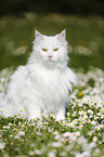 Siberian Cat sitting on flower meadow