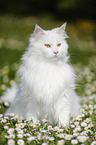 Siberian Cat sitting on flower meadow