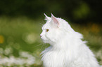 Portrait of a Siberian Cat