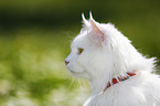 Portrait of a Siberian Cat