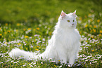 Siberian Cat sitting on flower meadow