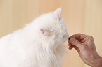 white Siberian Cat