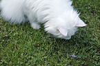 Siberian Cat with dead mouse