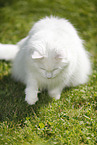 Siberian Cat with mouse