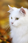 Siberian Cat Portrait