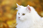 Siberian Cat Portrait