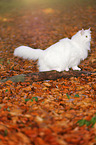 Siberian Cat