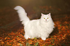 Siberian Cat