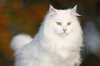 Siberian Cat Portrait